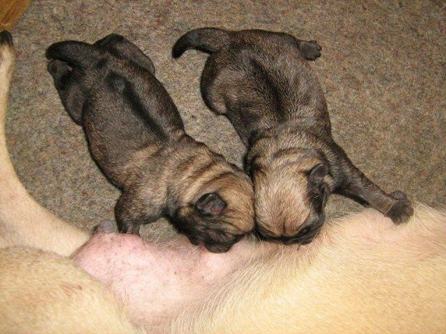 Mops,štenci odličnog kvaliteta 