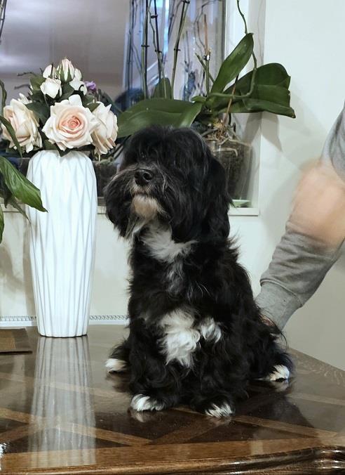 Bichon-Havanese--vrhunski-Havanski-bišoni