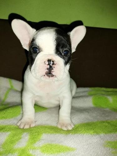 Francuski buldog stenci