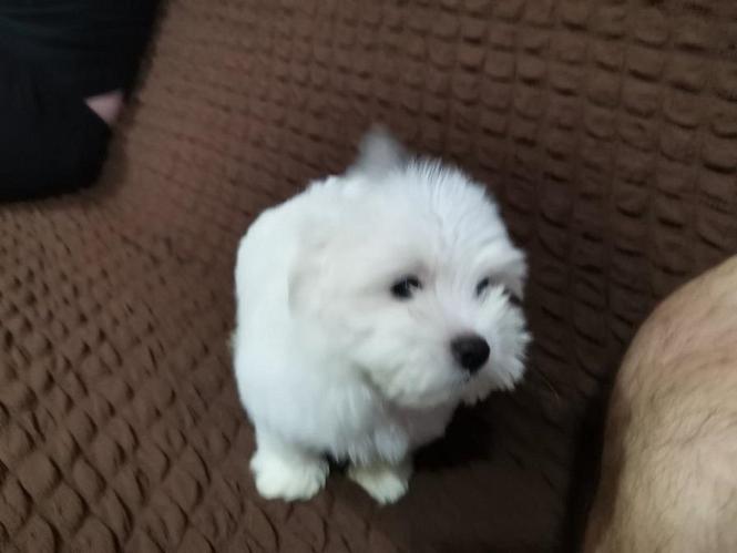 Maltezer,musko stene