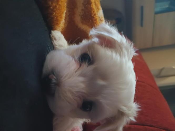 Maltezeri