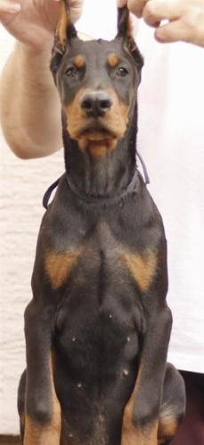 Doberman VRHUNSKI štenci