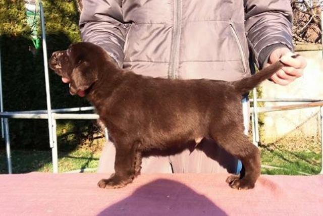 Labrador Retriver stenci
