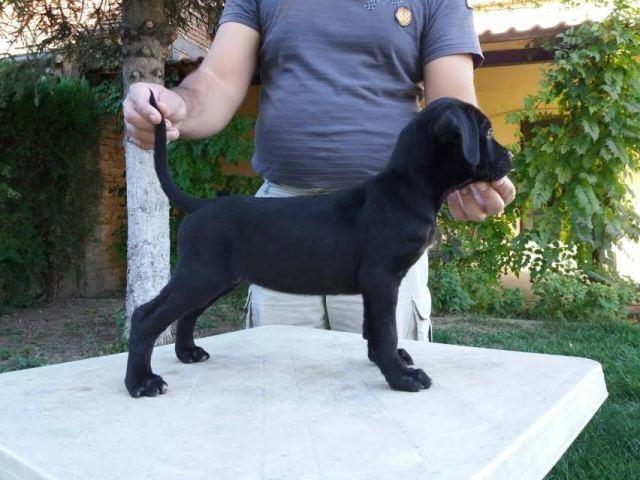  Cane Corso, crno štene