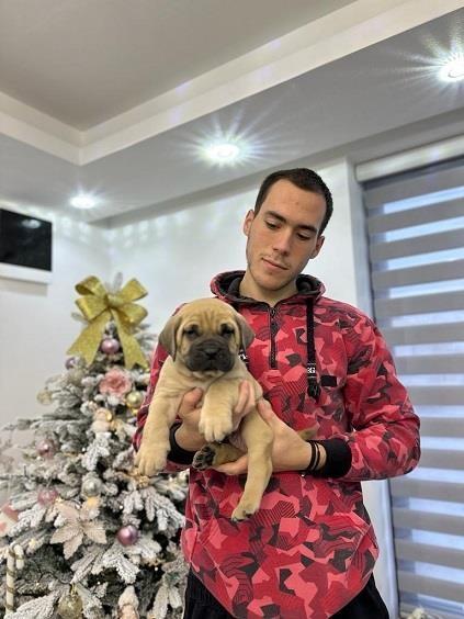 Presa-canario-stenci