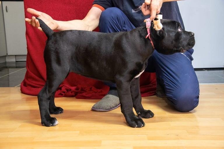Cane-Corso-štenci--izložbenog-kvaliteta-