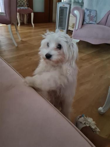 Maltezeri