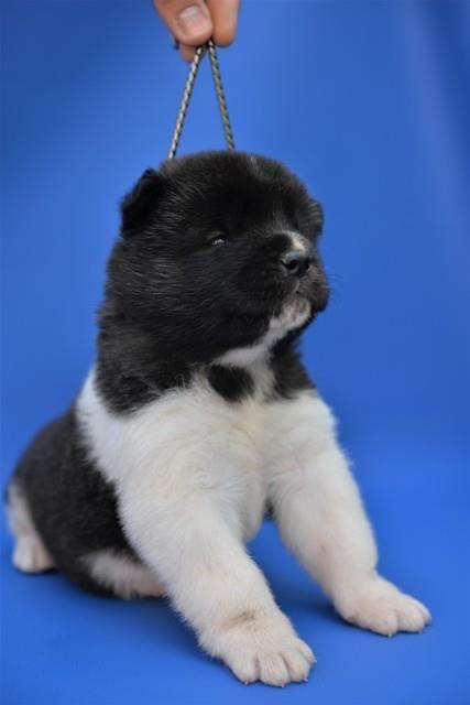 Američka-akita-štenci