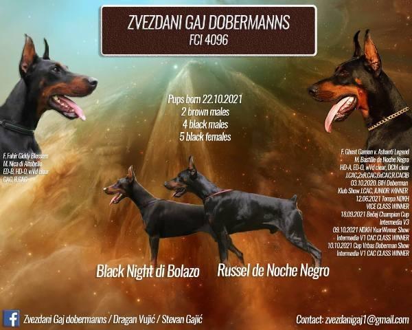 Dobermani TOP Leglo 