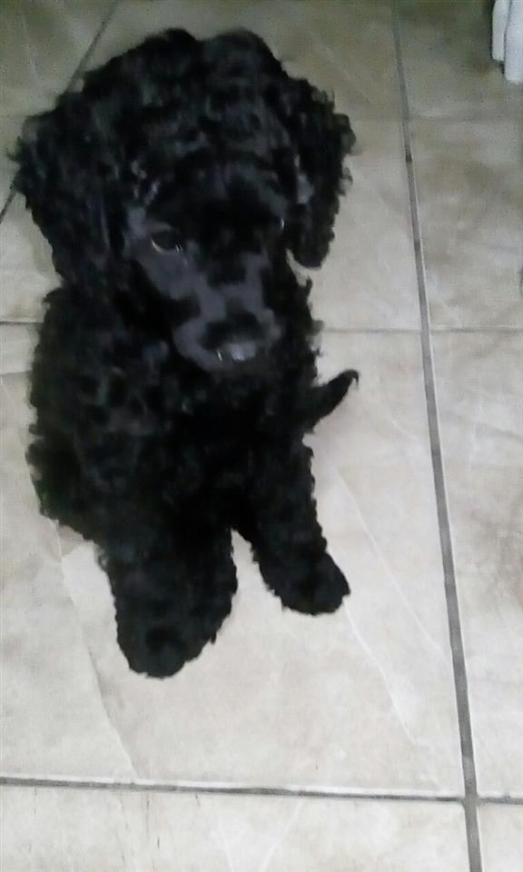 Pudla