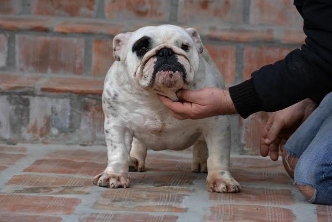 Engleski buldog slobodan za parenje 