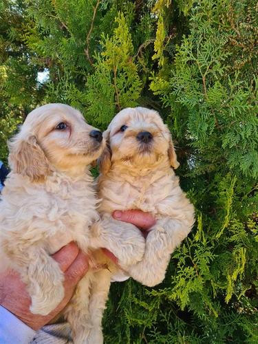 Goldendoodle štenci
