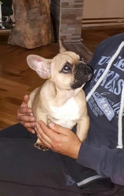 Francuski-buldog-stenad