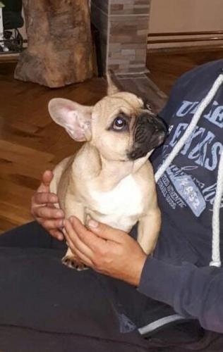 Francuski buldog stenad
