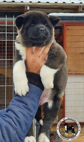 Americka Akita stenci