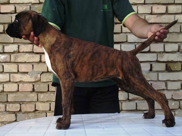 NEMACKI BOXER - vrhunsko zensko stene