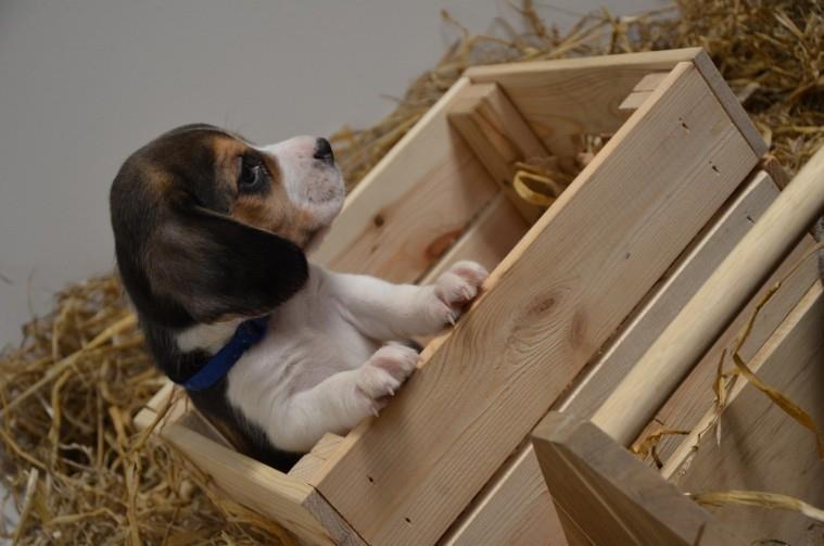 Prekrasne-beagles-na-prodaju