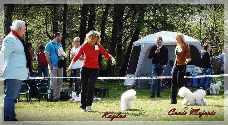 BICHON-FRISE-izlozbeni-muzjak