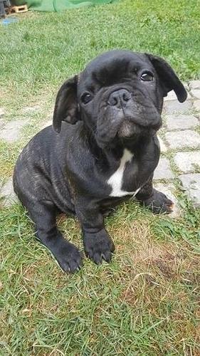 Francuski buldog stenci