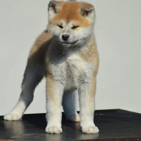 Akita Inu 