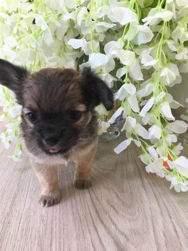 lijepa chihuahua štenci za prodaju