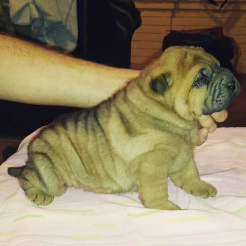 Shar Pei stenci