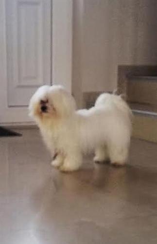 Maltezer