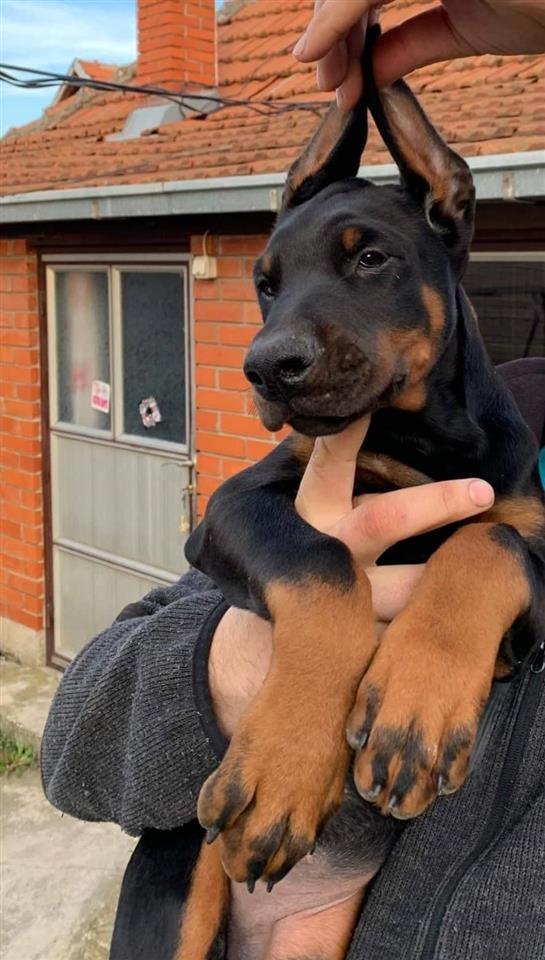 Doberman-štenci
