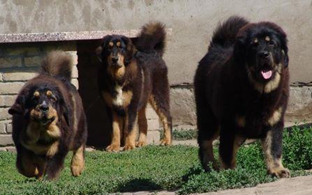 TIBETSKI MASTIFF - vrhunskog kvaliteta