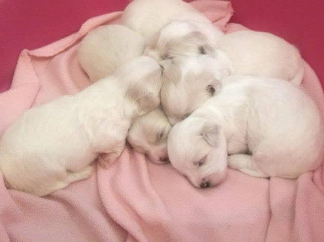 Coton de Tulear - prelepi, zdravi stenci