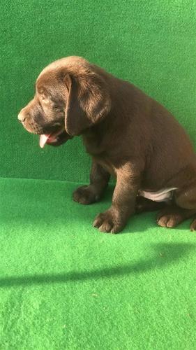 Labrador retriver štenci