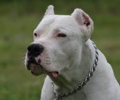 Dogo argentino