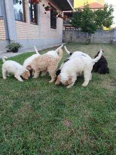 Lagotto Romagnolo štenci