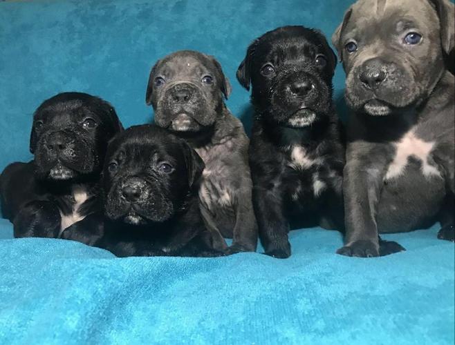 CANE CORSO stenci vrhunskog porekla