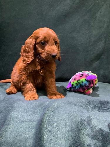 imamo naših pet Cockapoo štenaca