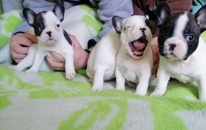 Francuski buldog stenci
