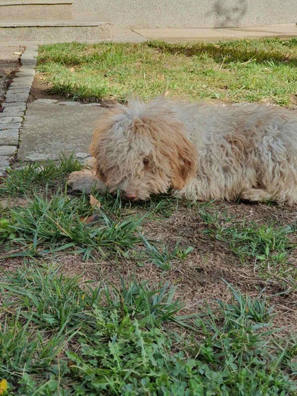 Lagotto-Romagnolo-štenci