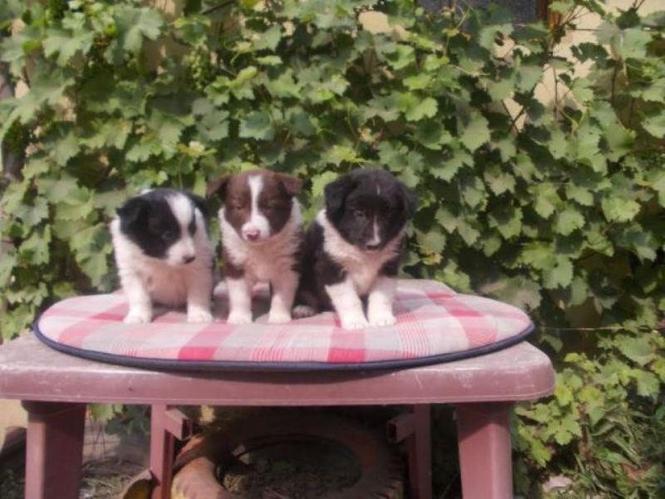 Border collie štenci 