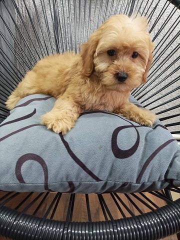 Maltipoo štenci 