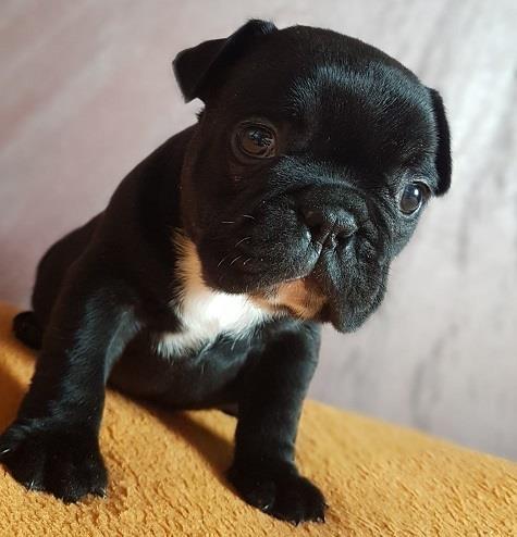 Francuski buldog stenci