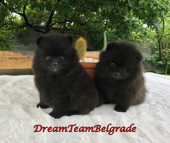 Pomeranski spic