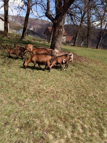 Prosajem 4muzne alpske koze i jarca
