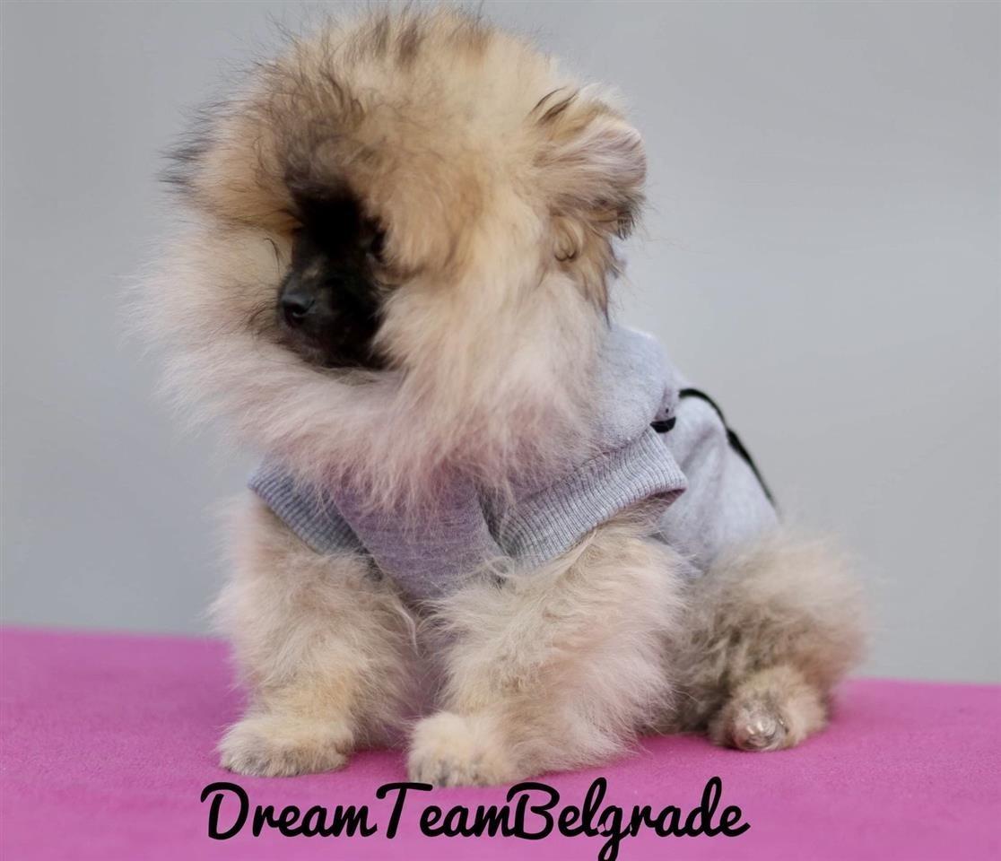 Pomeranac