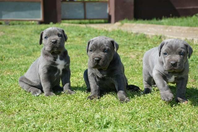 Cane Corso stenci