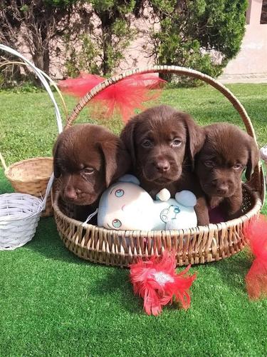 Stenci Labrador retriever, braon