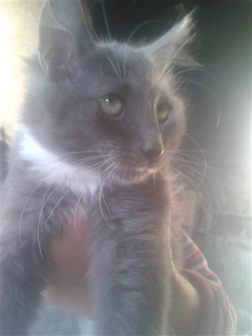 Maine-coon-i-sibirka