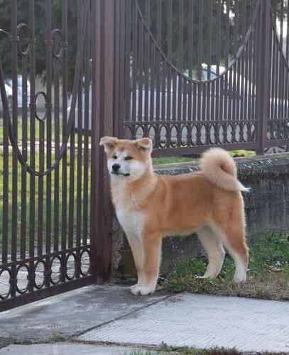 Akita inu, štenci