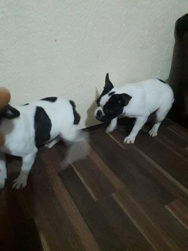 Francuski buldog stenci