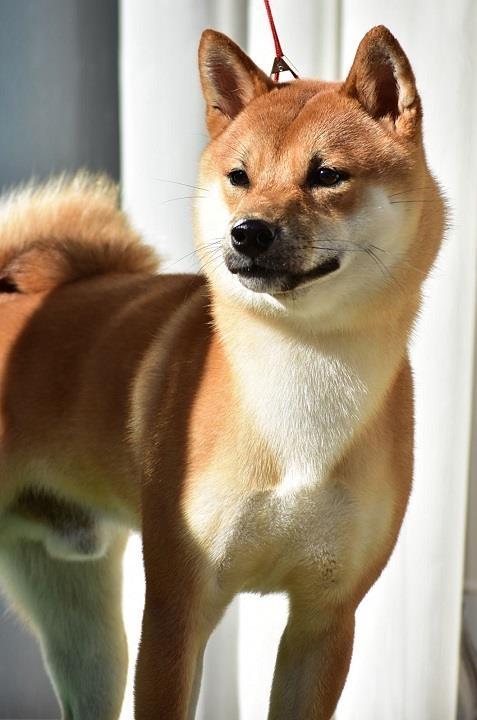 Shiba-Inu