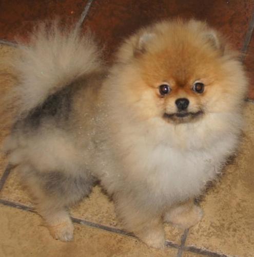 Pomeranski spic(Pomeranian)Boo stenci